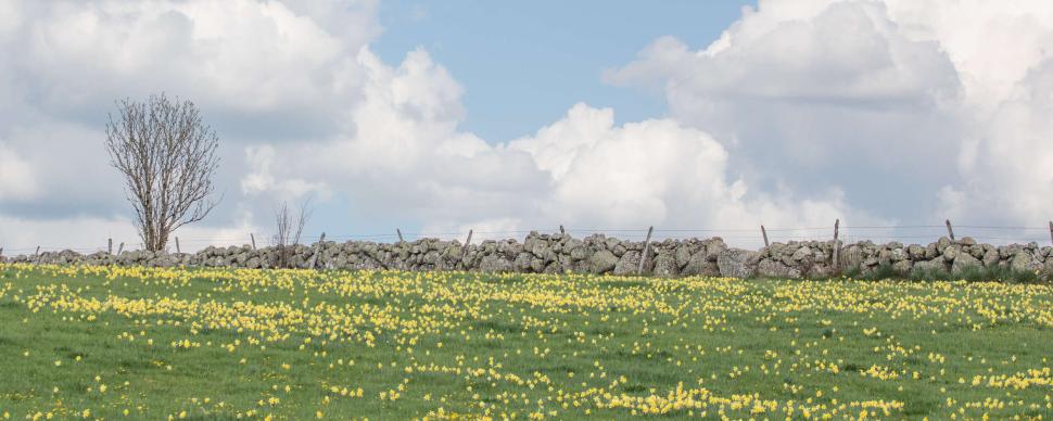 Un champ de jonquilles sur l'Aubrac ©I. Ramon - Aveyron Attractivité Tourisme