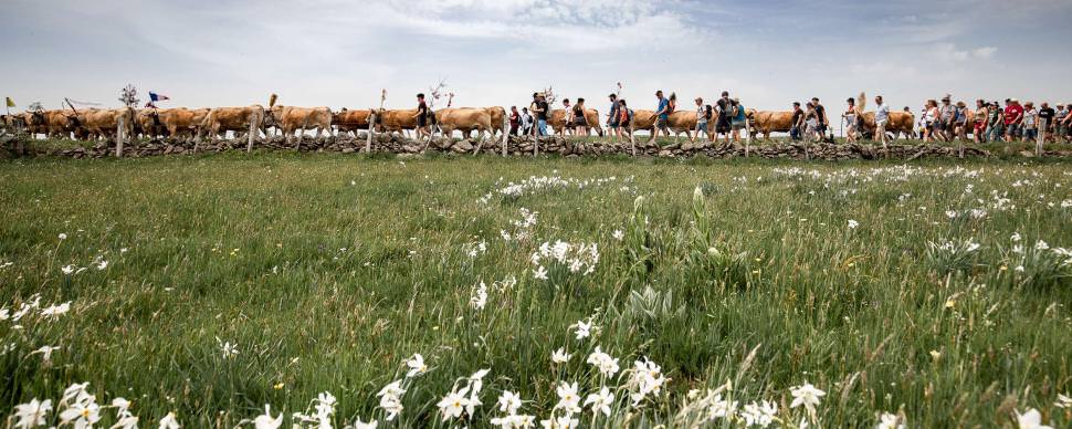 Transhumance Aubrac  ©B. Colomb - Lozère Sauvage pour PACT Aubrac