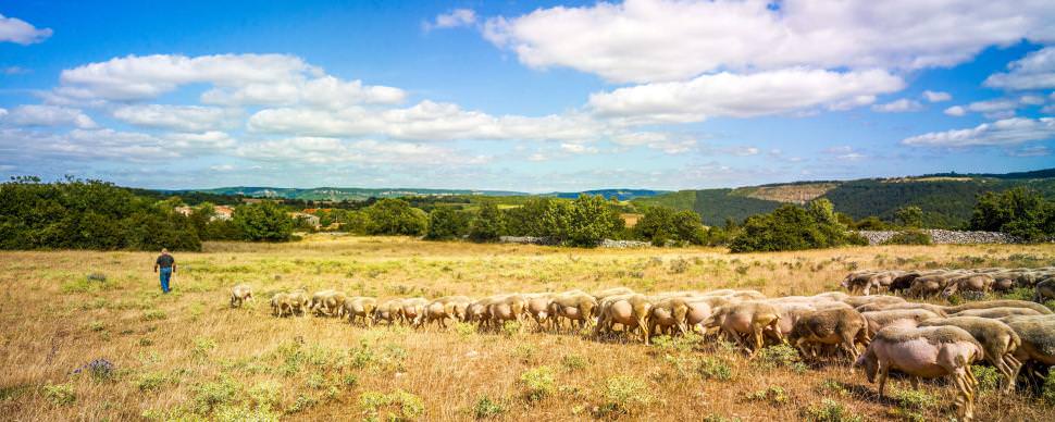 Troupeau de brebis sur le Larzac ©D. Viet - CRTL Occitanie