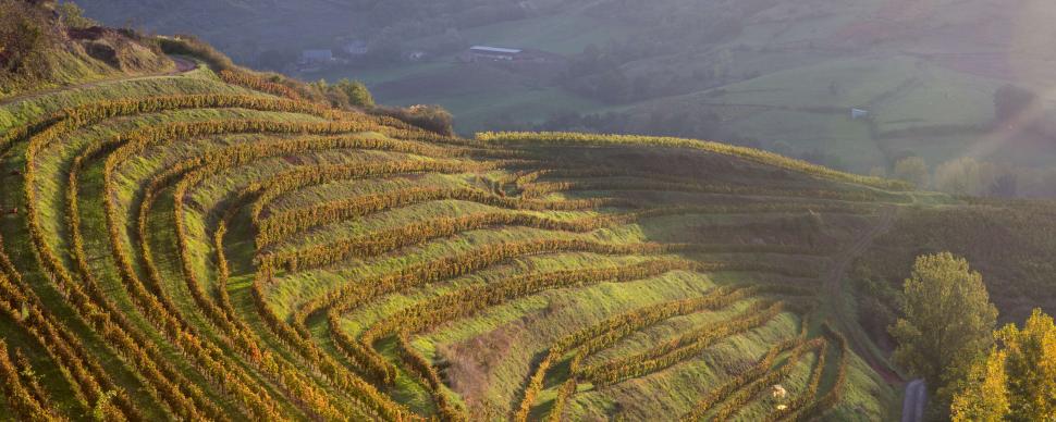 Vignes du Vallon de Marcillac ©P. Soissons
