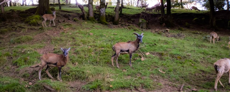 Mouflons de Corse au Parc du Saint-Hubert de Gages ©A. Demarquois - Aveyron Attractivité Tourisme