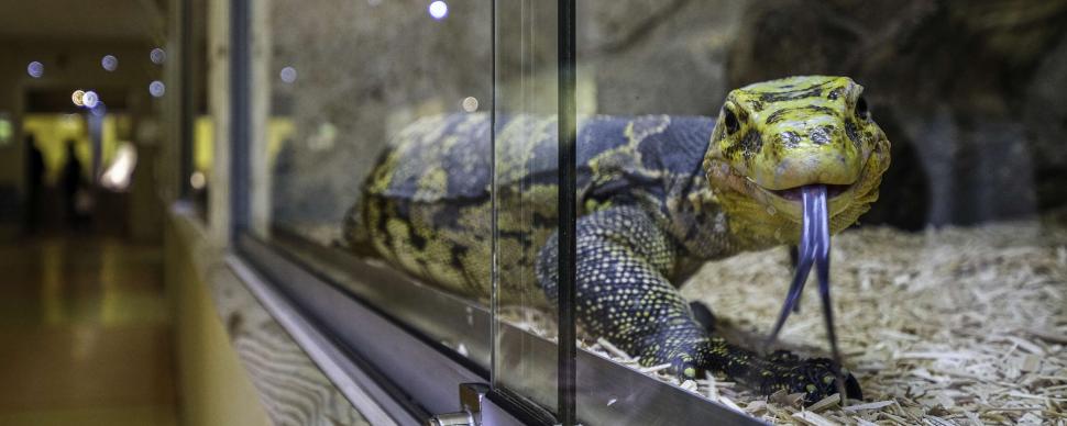 Le Terrarium des Varans au Reptilarium du Larzac  ©V.Govignon - Visit Larzac