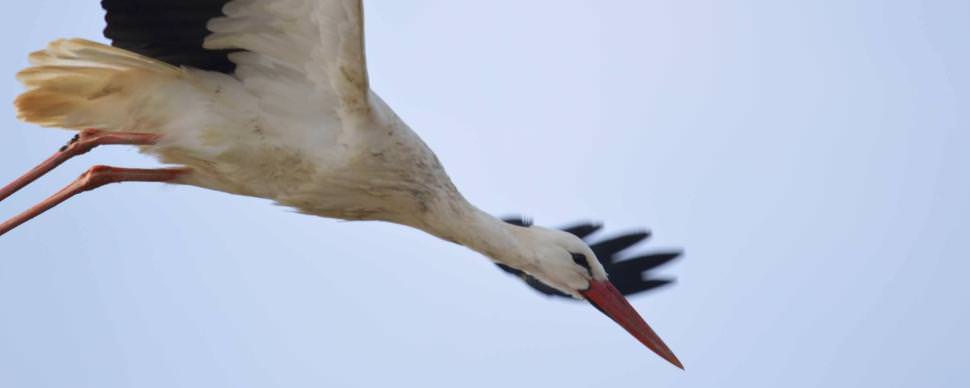 Cigogne ©M.Gilhodes