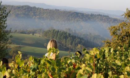 Vendanges en Aveyron  ©H. Bruel - Aveyron Attractivité Tourisme