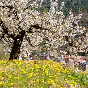 Cerisiers en fleurs Vallée du Tarn ©P. Soissons