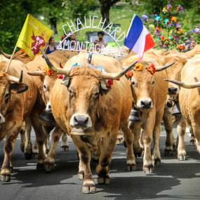 Transhumance en Aubrac ©Conseil Départemental de l'Aveyron