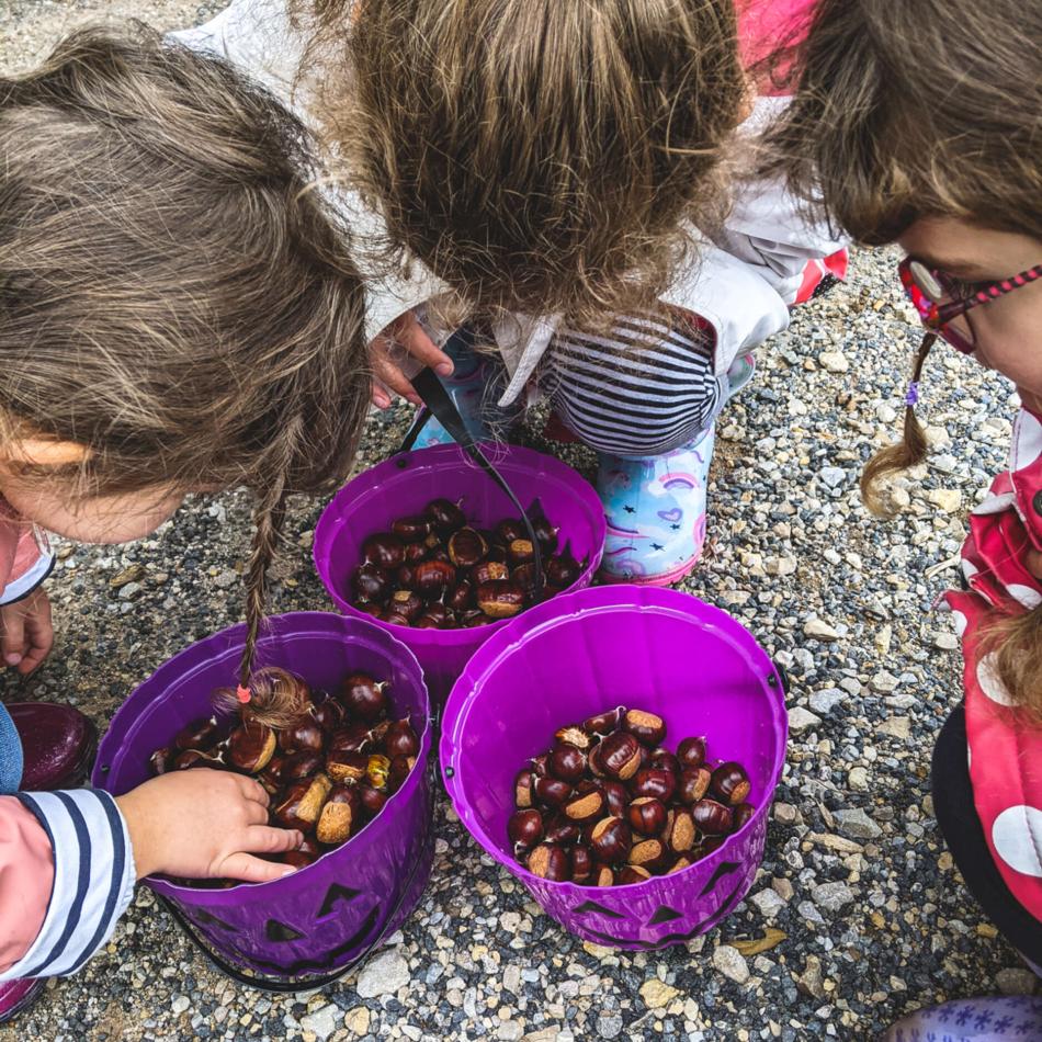 Enfants qui récoltent des châtaignes en automne en Aveyron