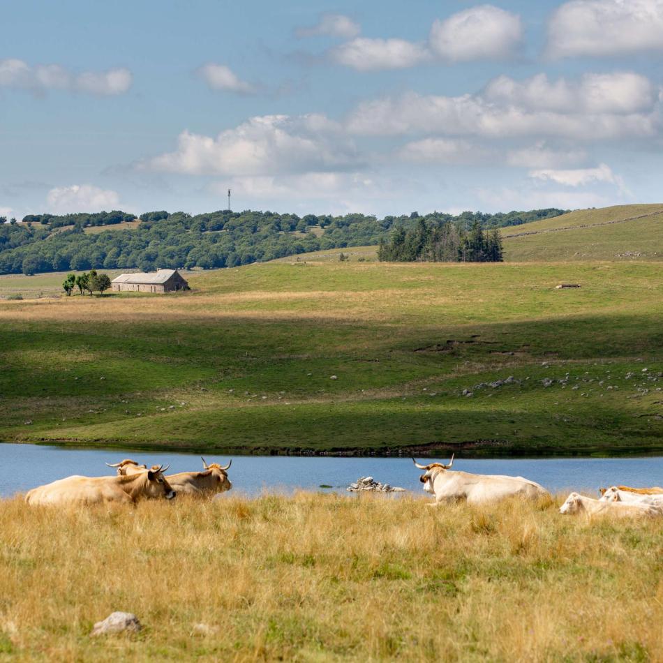 Vauches Aubrac au lac des Moines ©B. Colomb - Lozère Sauvage pour PACT Aubrac
