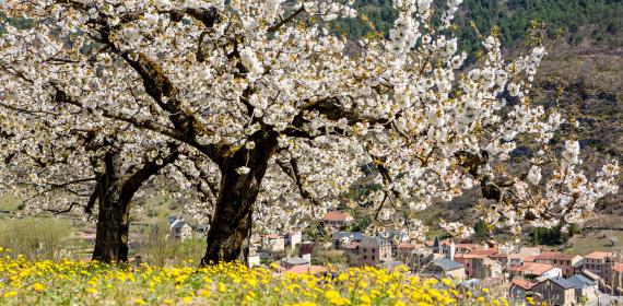 Cerisiers en fleurs dans la vallée du Tarn - Printemps