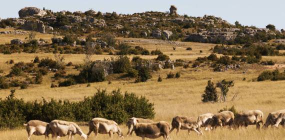 GR71 C et D, Chemin Templiers Hospitaliers Larzac