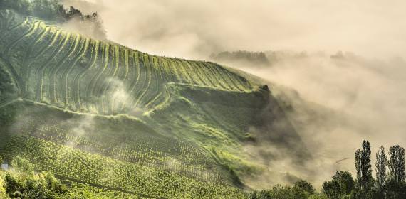 Vignes de Cassagnes-Brume  © G.Tordjeman -OTCM