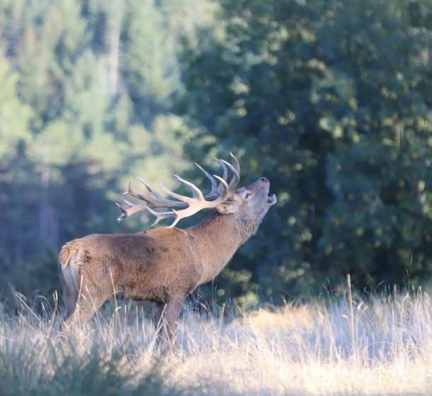 Brame du Cerf au ©Parc Le Saint-Hubert