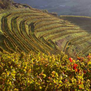 Vallon de Marcillac et ses vignes