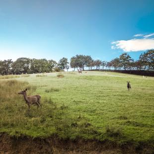 Biches, daims, cerfs au Parc Le Saint-Hubert ©A. Demarquois - Aveyron Attractivité Tourisme