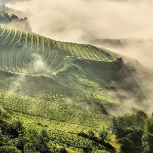 Vigne dans la brume © G.Tordjeman - OTCM