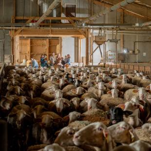Visite d'une ferme de brebis © G. Alric - Aveyron Attractivité Tourisme