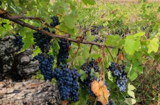 Vignes © Domaine Bousquet 