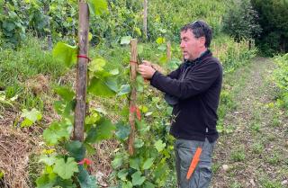 Dans les vignes © Domaine Gard & Filles