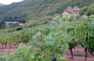 Syrah Saint Martin Tarn chapelle © Mas Floème 