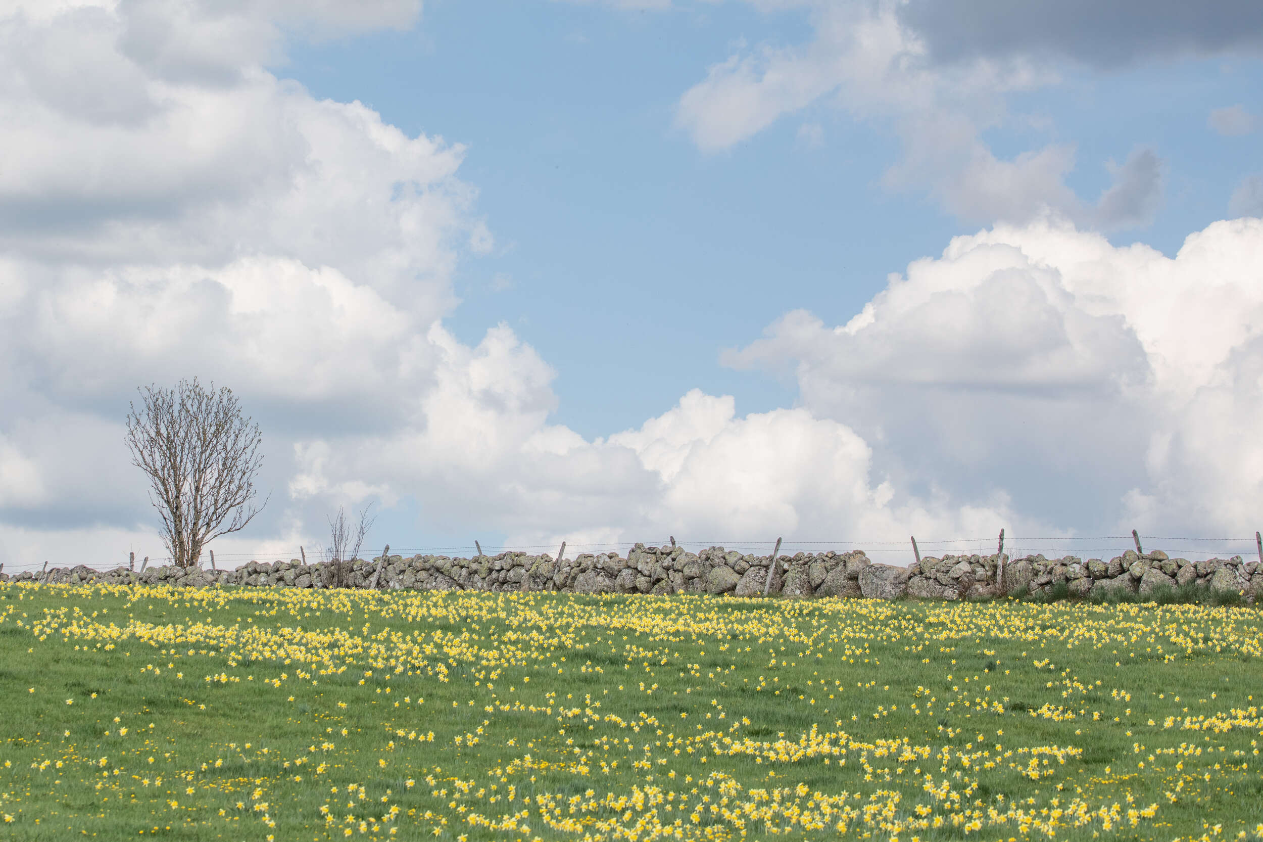 Un champ de jonquilles sur l'Aubrac ©I. Ramon - Aveyron Attractivité Tourisme