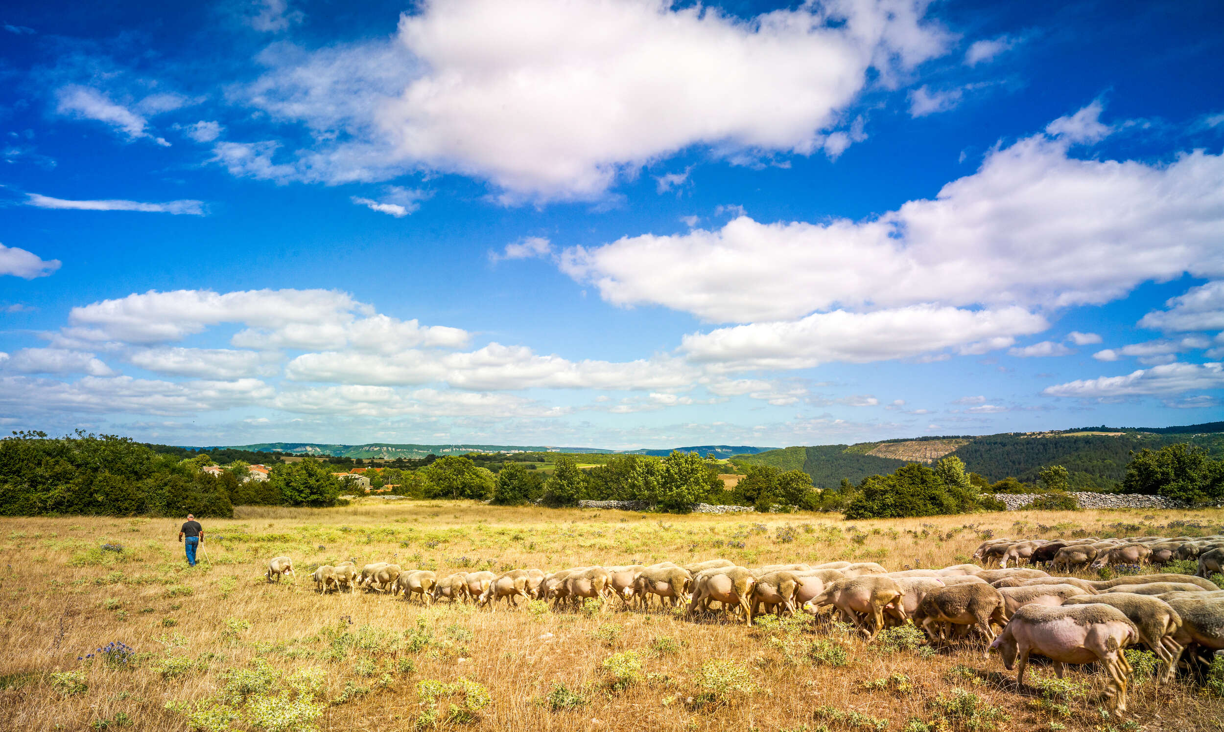 Troupeau de brebis sur le Larzac ©D. Viet - CRTL Occitanie