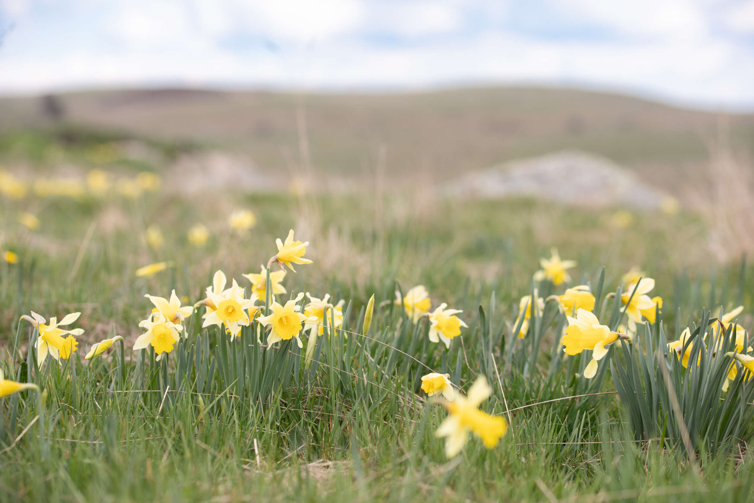 Jonquilles sur l'Aubrac ©I. Ramon - Aveyron Attractivité Tourisme