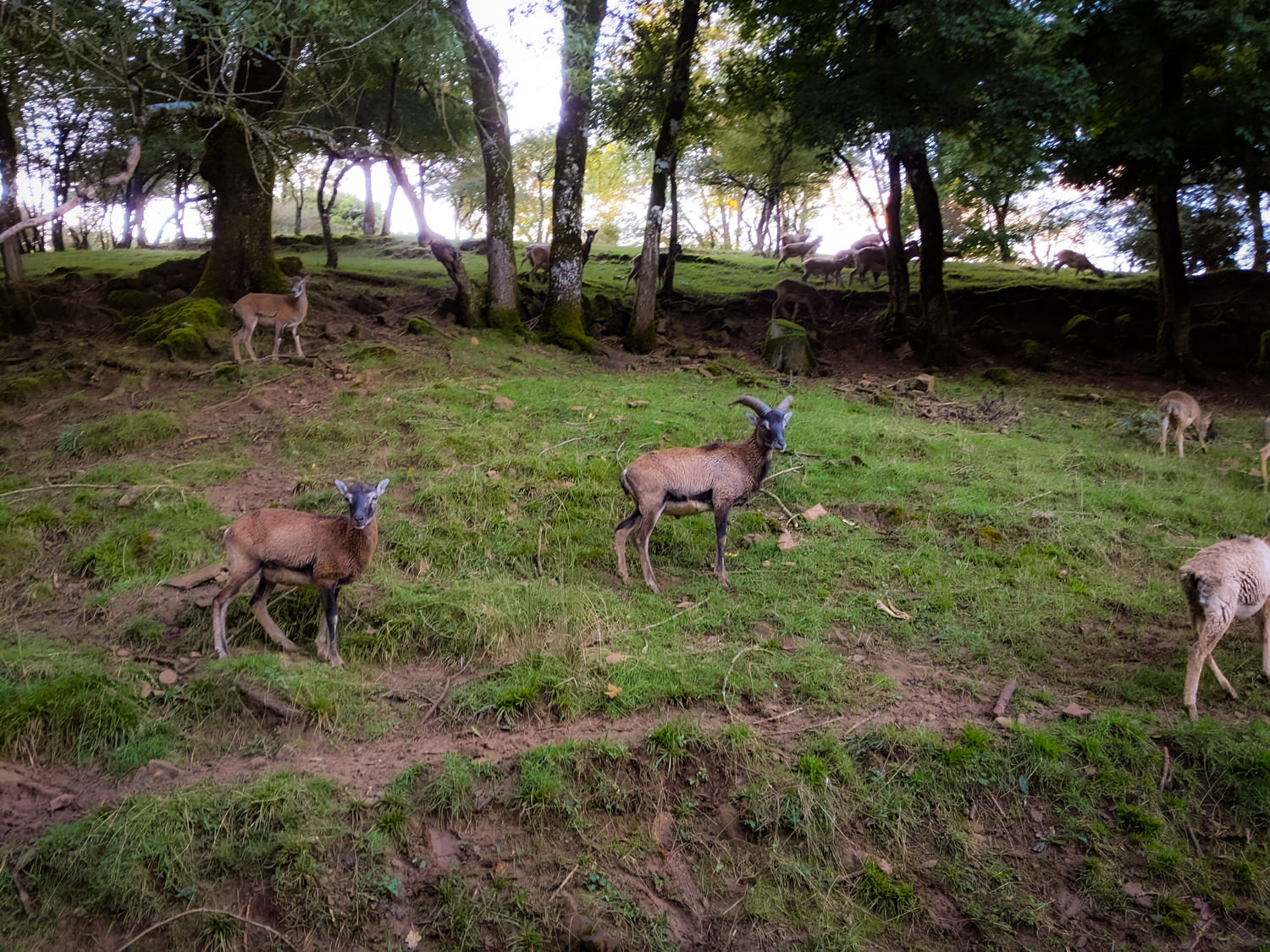 Mouflons de Corse au Parc du Saint-Hubert de Gages ©A. Demarquois - Aveyron Attractivité Tourisme