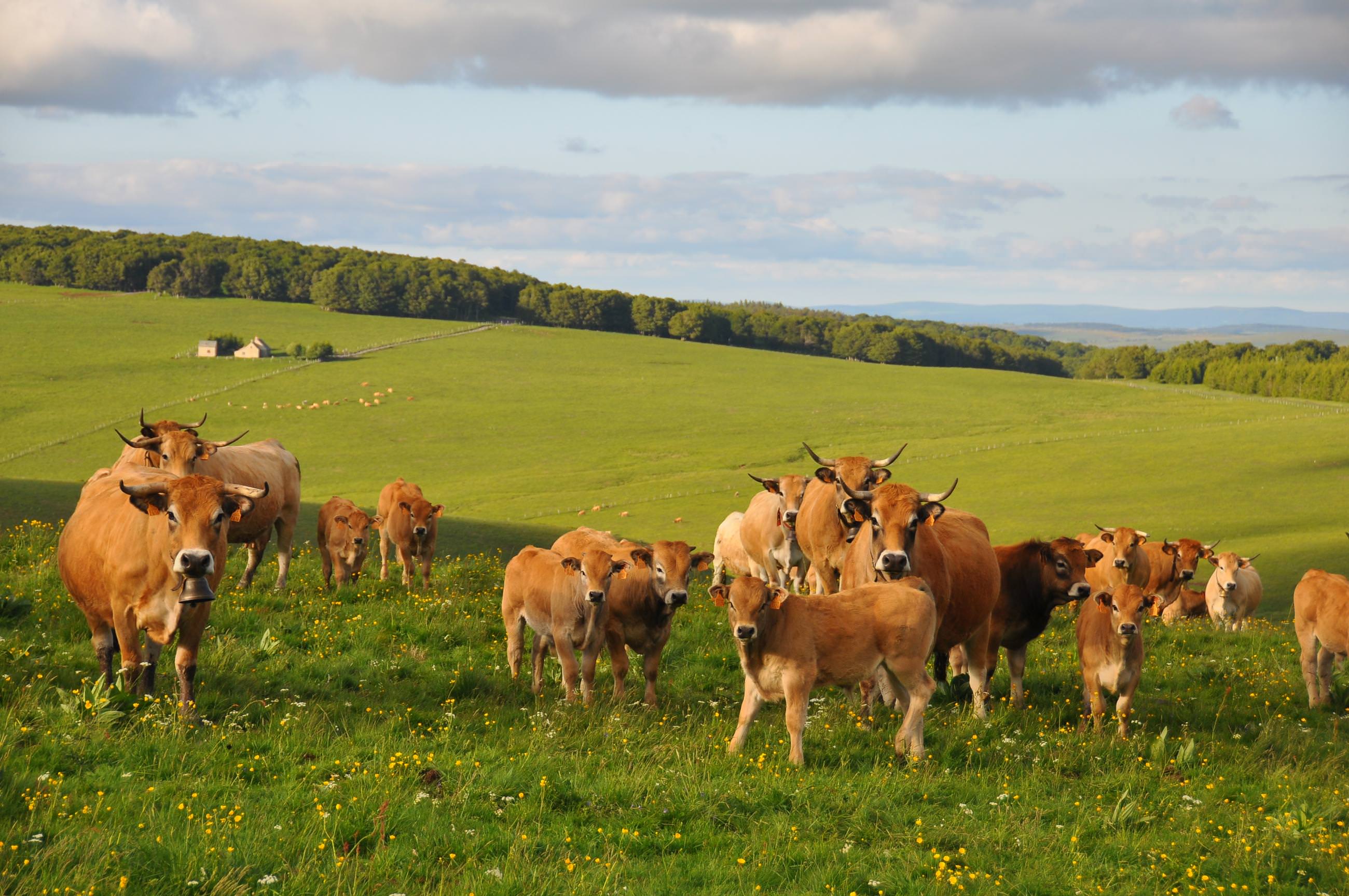 Vaches d'Aubrac ©M.Raynal - OT Aubrac-Laguiole-Carladez-Viadène