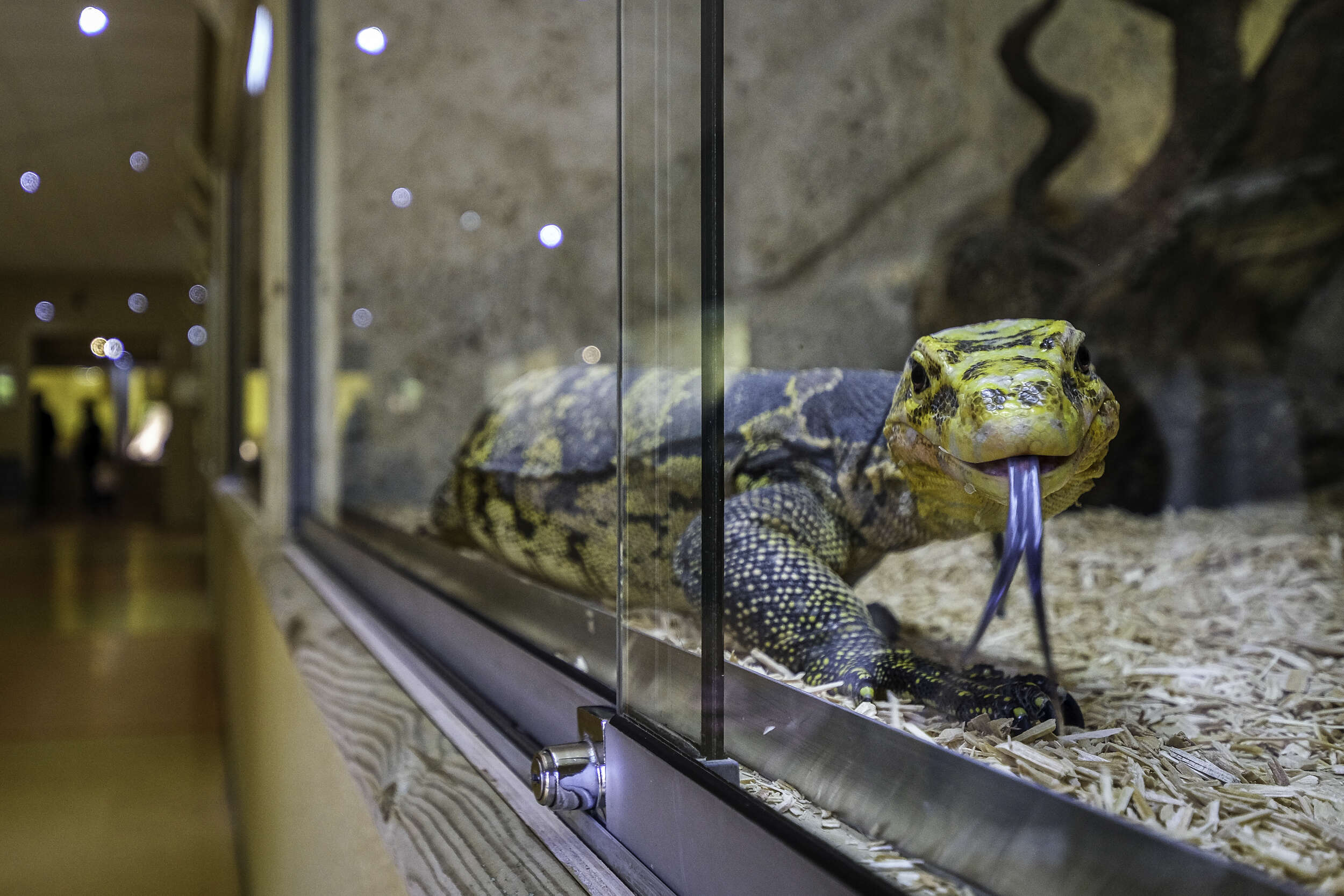 Le Terrarium des Varans au Reptilarium du Larzac  ©V.Govignon - Visit Larzac