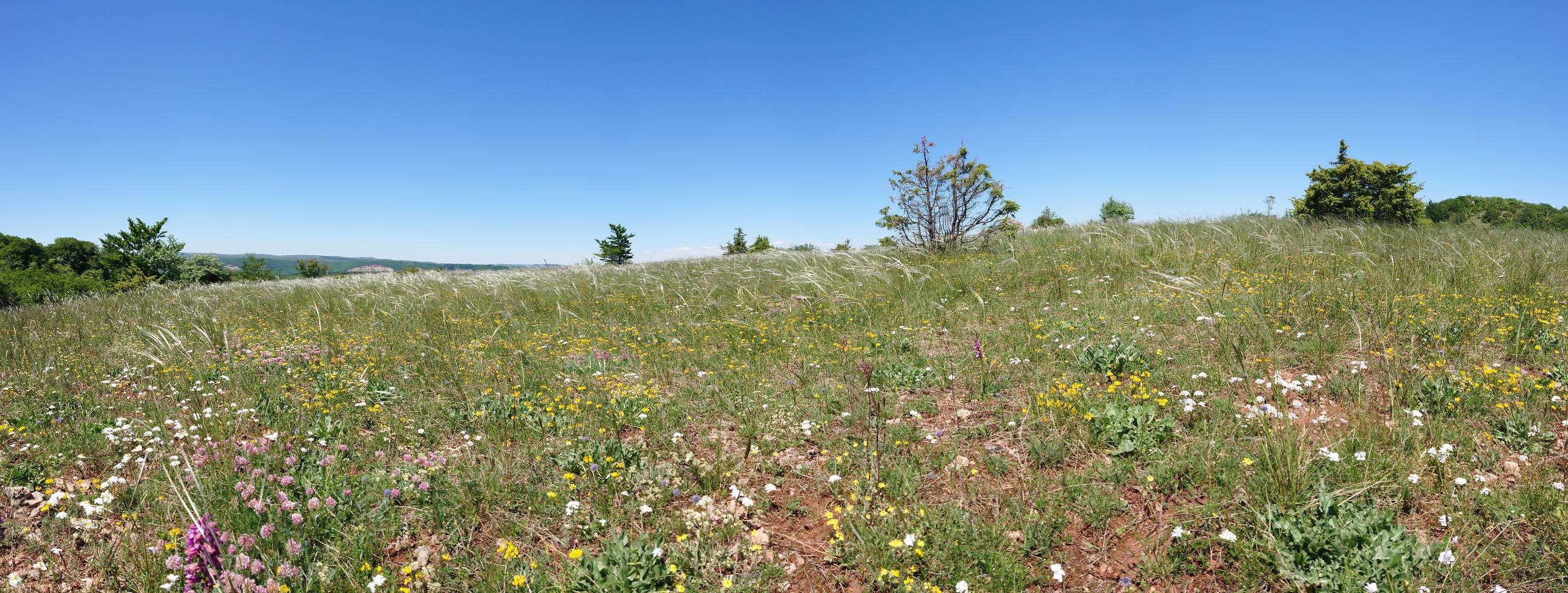 Les pelouses fleuries © Sandrine Perego