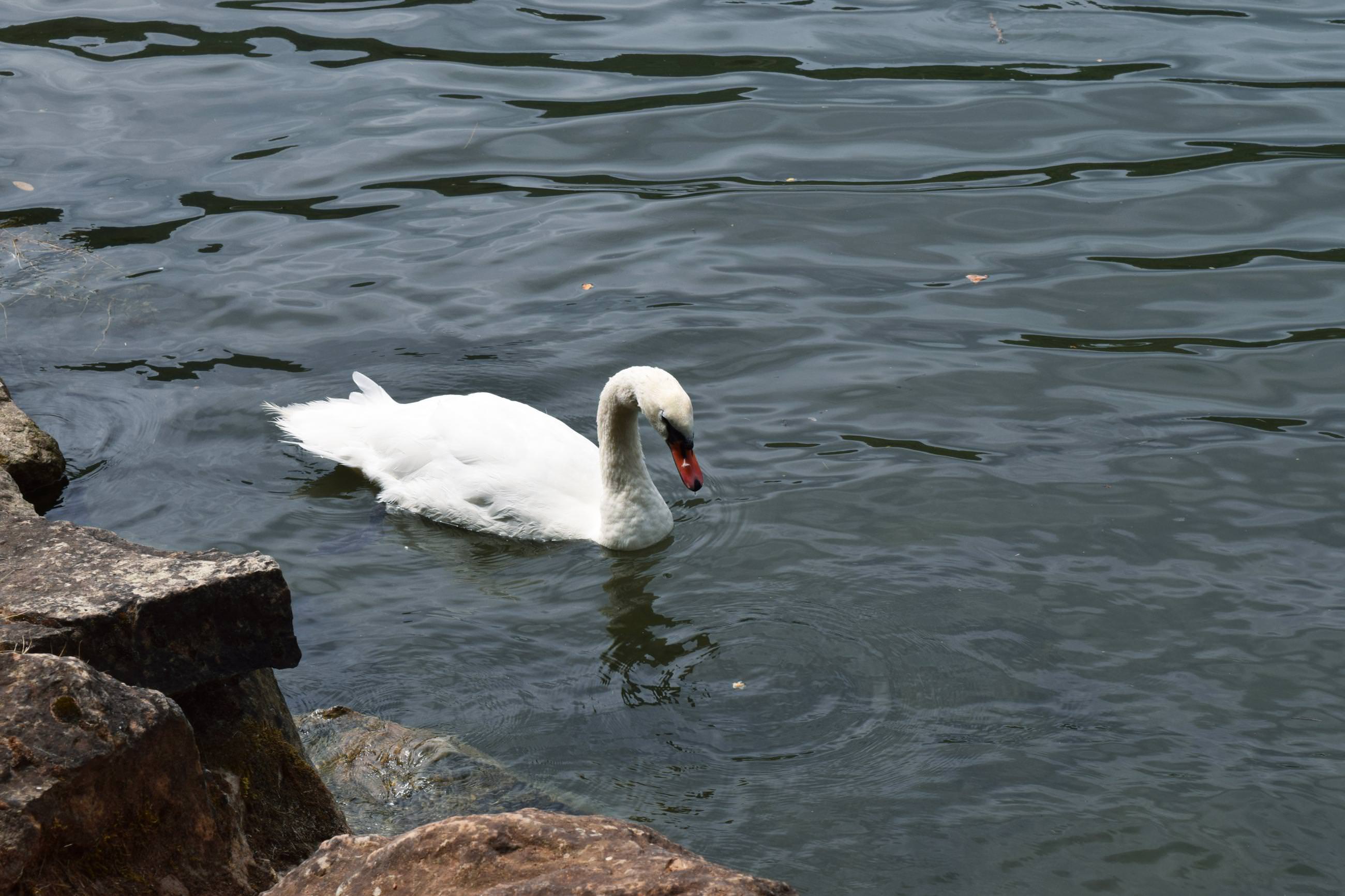 Cygne © Gilhodes Emeline