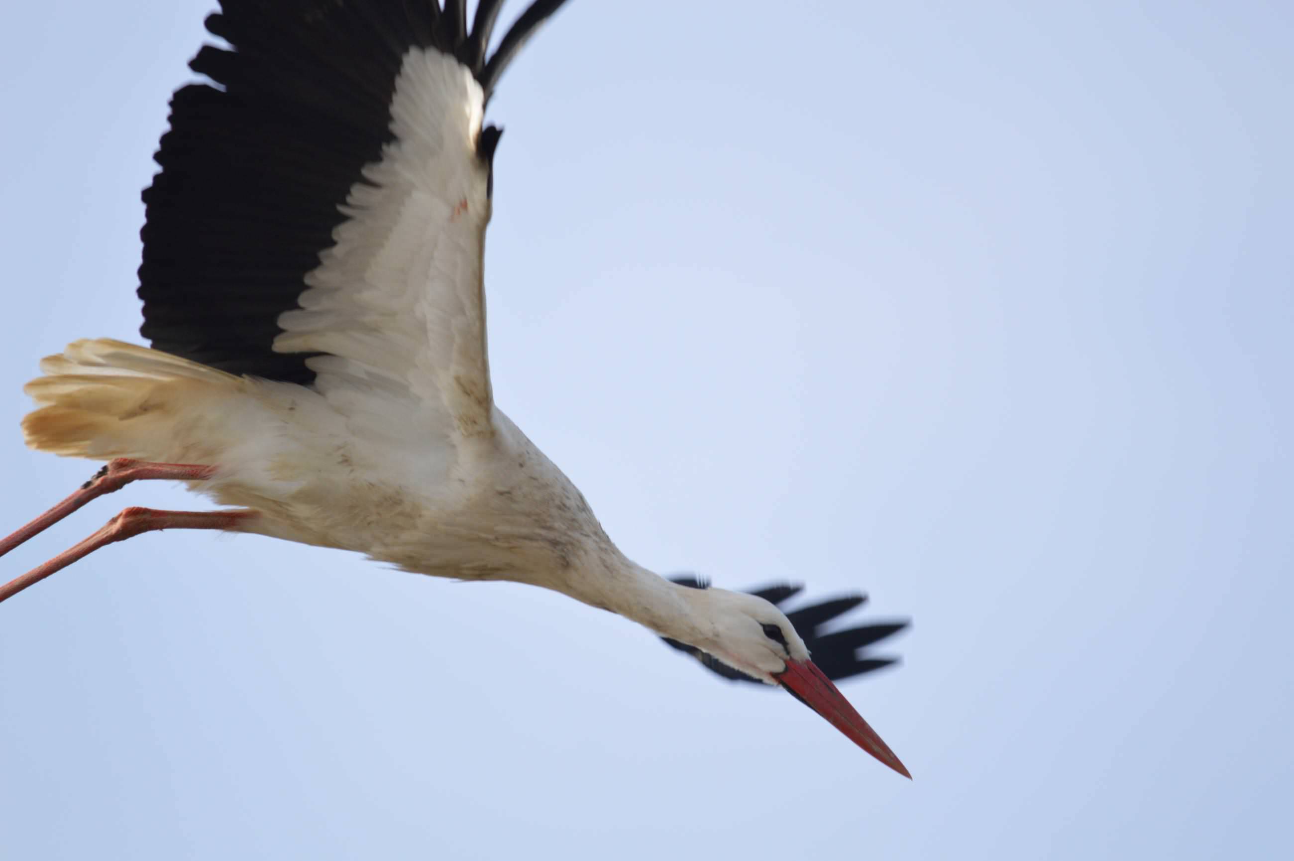 Cigogne ©M.Gilhodes