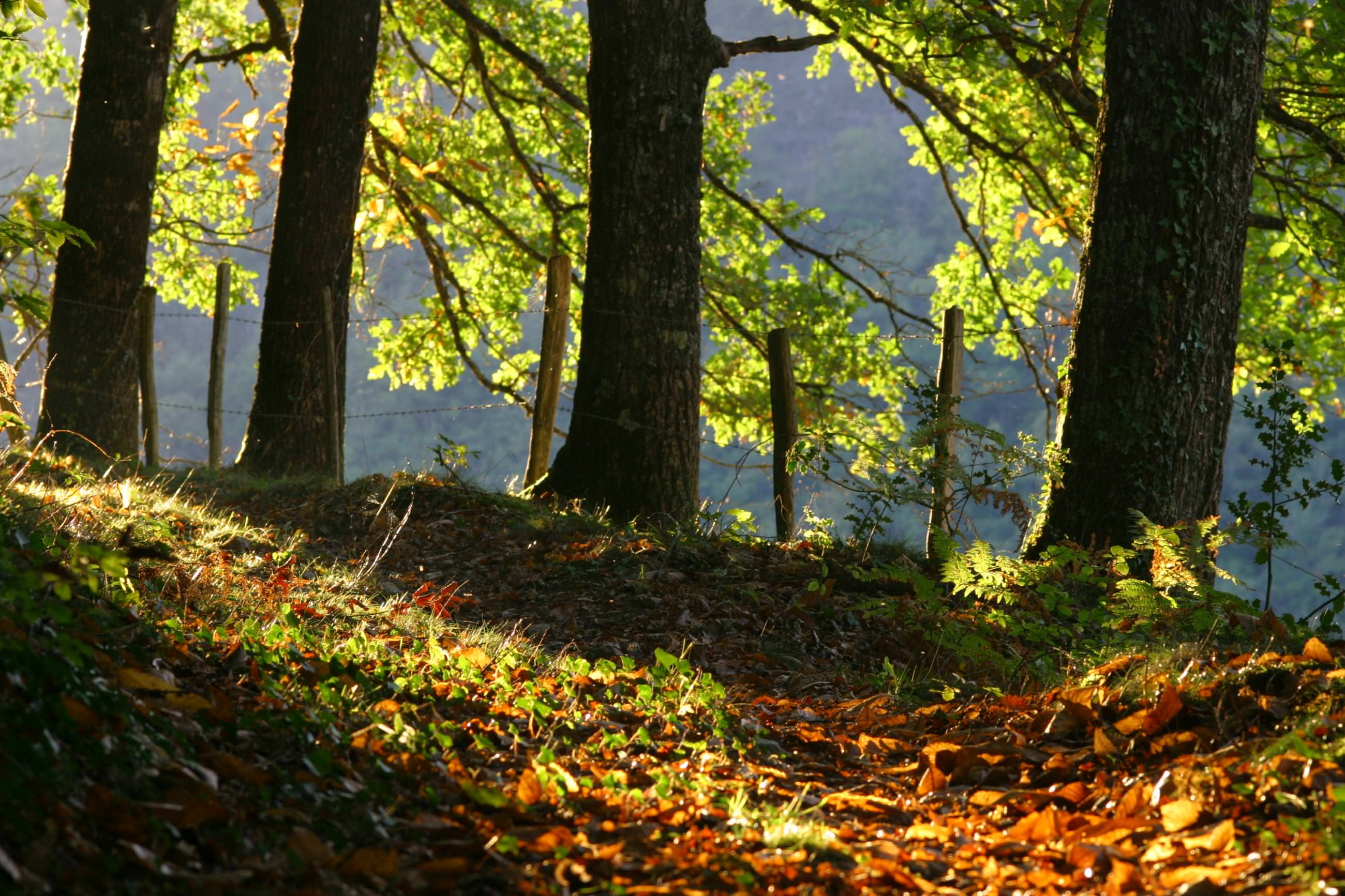 L'automne au bord du viaur