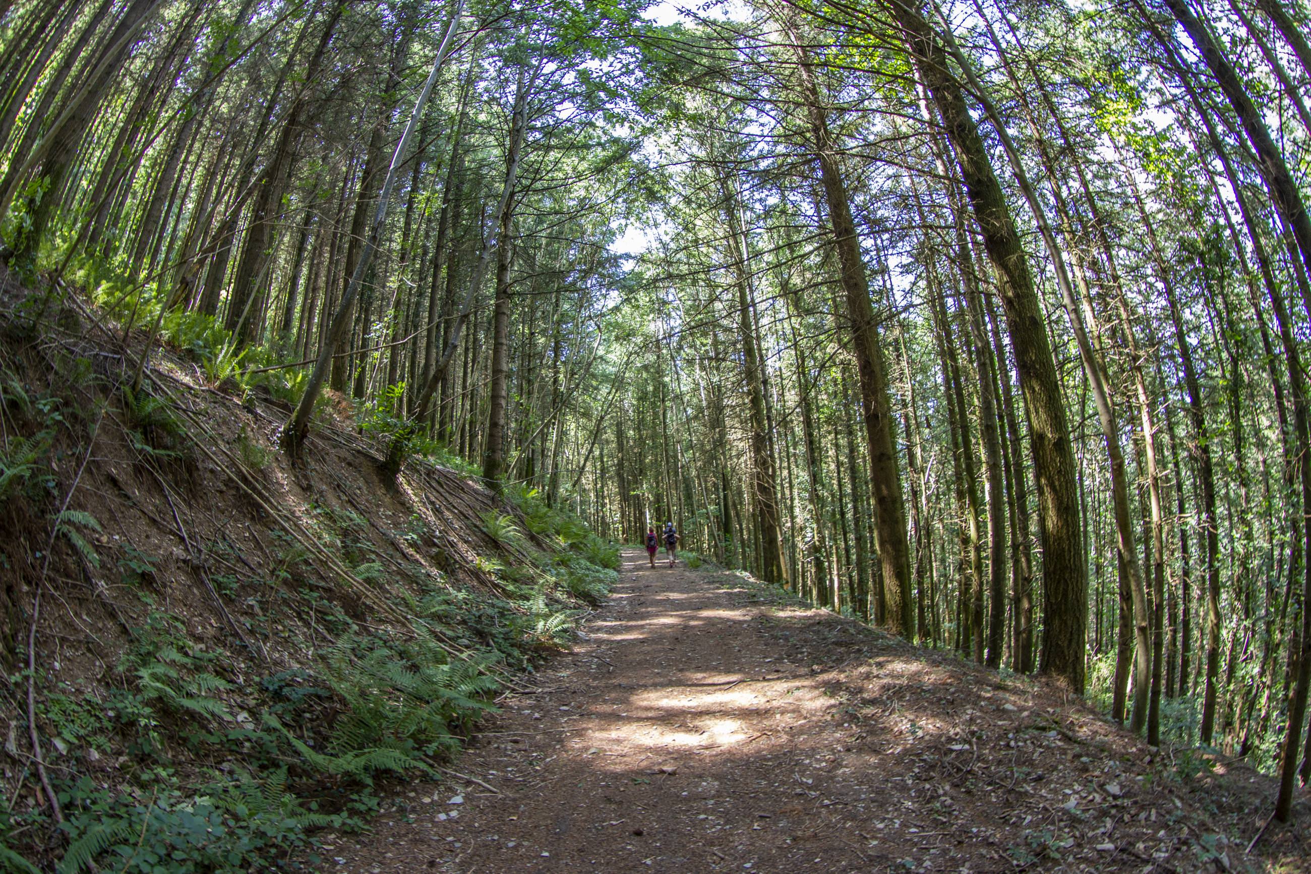 Chemin en Forêt ©Steloweb