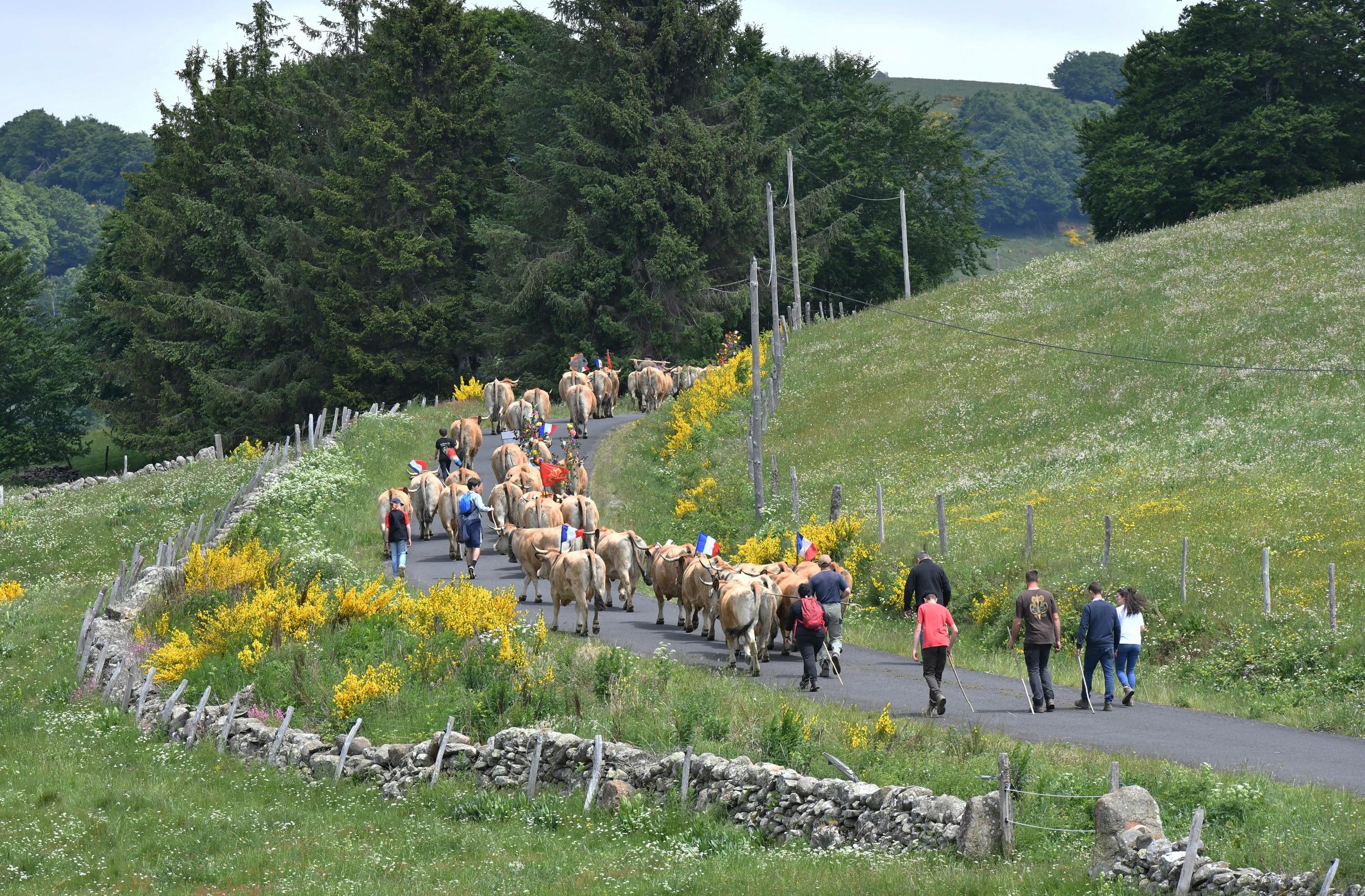 Transhumance sur la route Trans-Aubrac ©Jean-Etienne Giraud