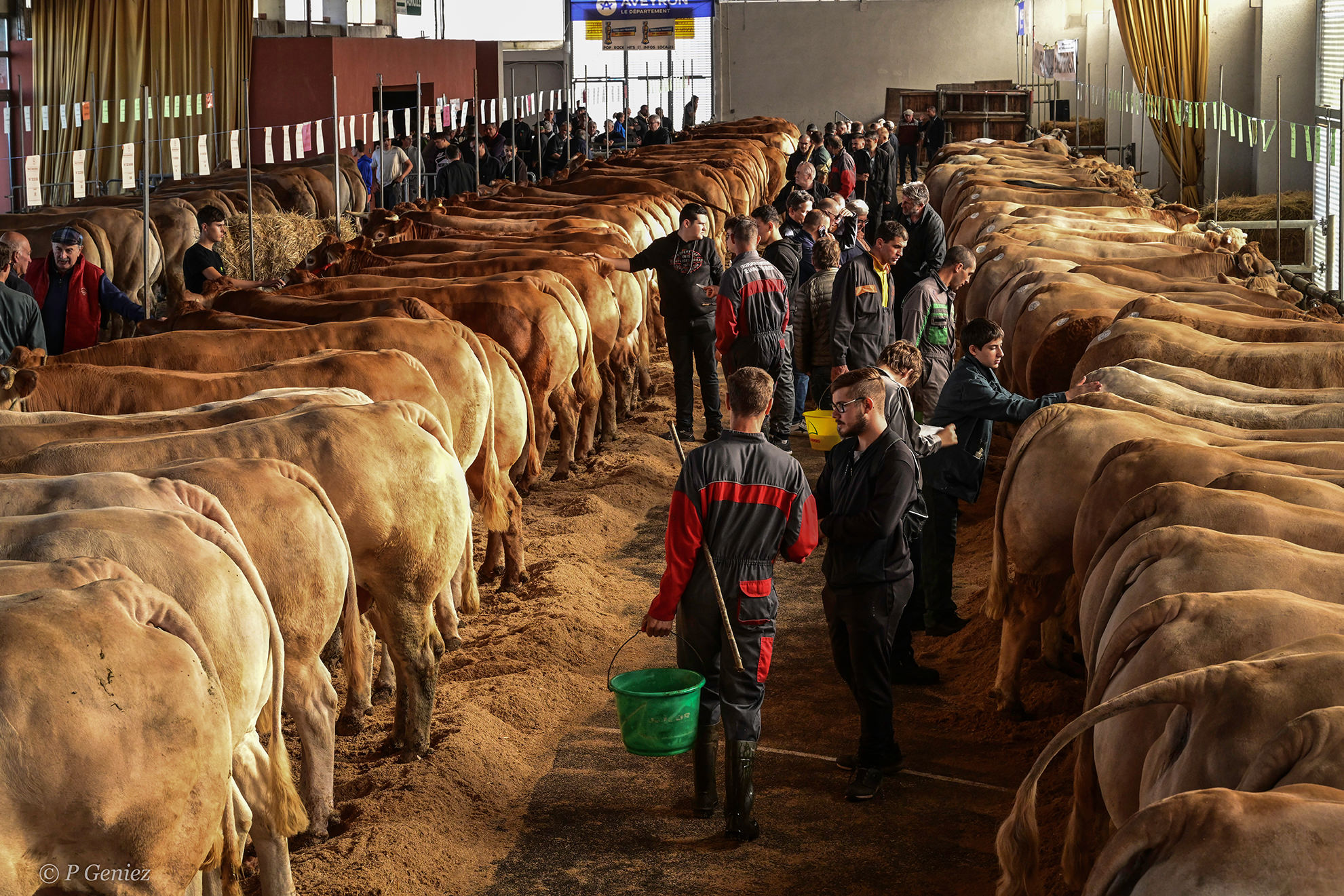 Festiboeuf-Naucelle ©P.Geniez